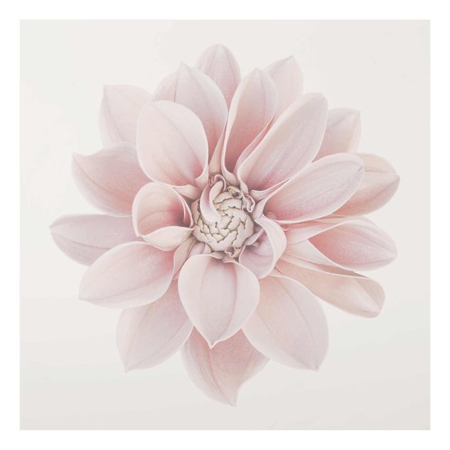 Glasbilder Dahlie Blume Pastell Weiß Rosa