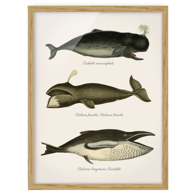 Wandbilder mit Rahmen Drei Vintage Wale