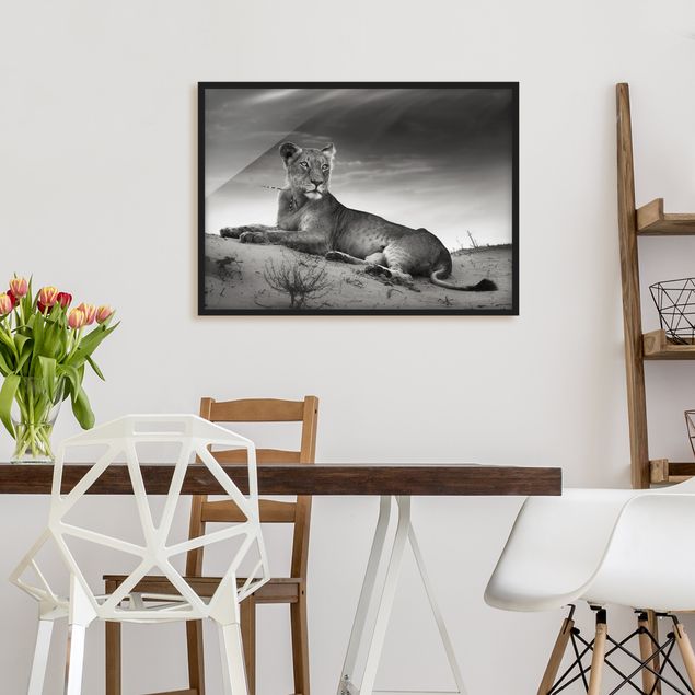 Gerahmte Bilder Schwarz-Weiß Resting Lion