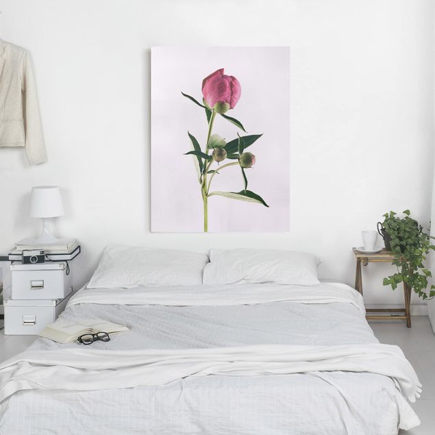 Wandbilder Rosen Pfingstrose Pink auf Weiß