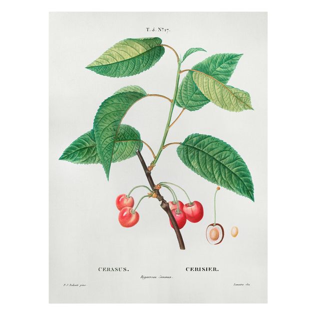Schöne Leinwandbilder Botanik Vintage Illustration Rote Kirschen