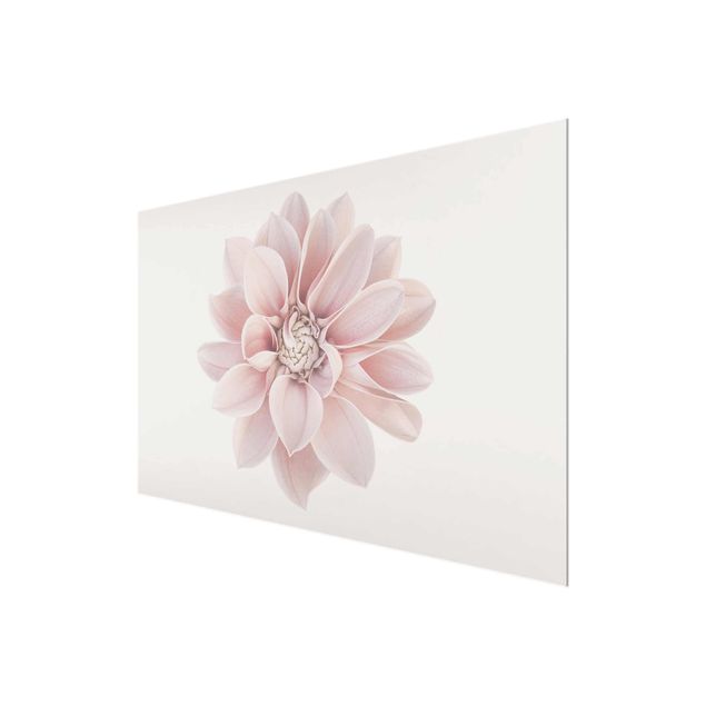 Glasbild - Dahlie Blume Pastell Weiß Rosa - Querformat 2:3