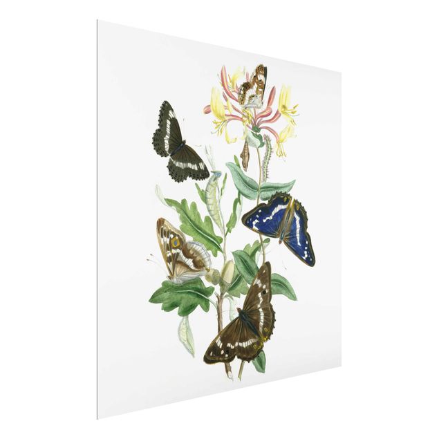 Glasbild Natur Britische Schmetterlinge IV