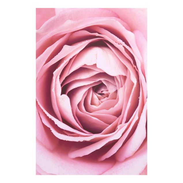 Natur Glasbilder Rosa Rosenblüte