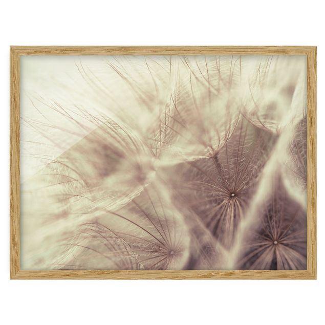 Bilder mit Rahmen Detailreiche Pusteblumen Makroaufnahme mit Vintage Blur Effekt