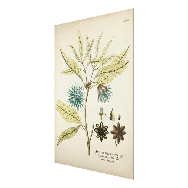 Glasbild - Vintage Botanik in Blau Sternanis - Hochformat 4:3