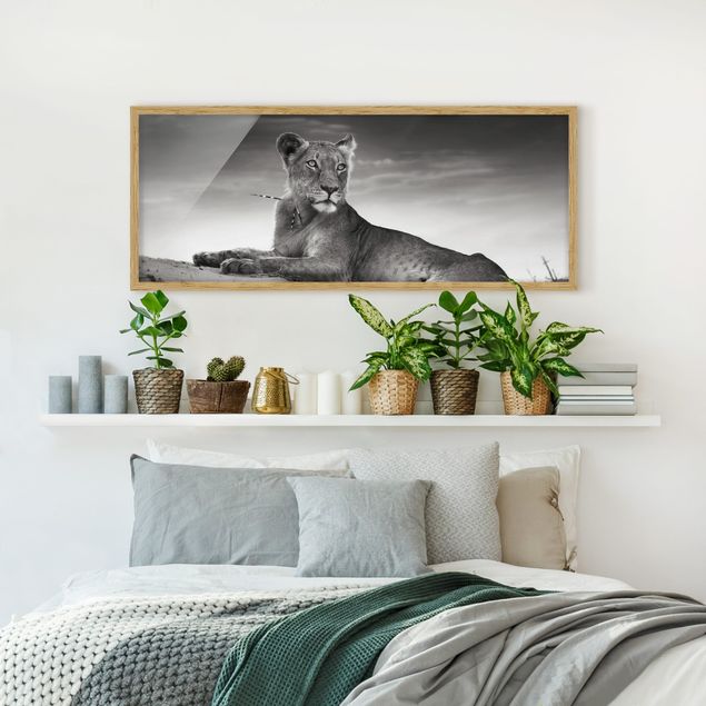 Schöne Wandbilder Resting Lion