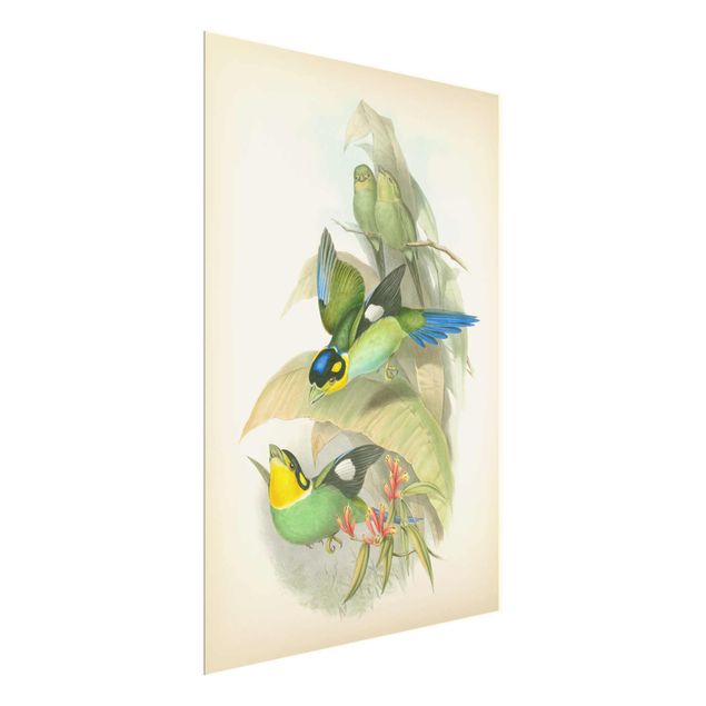 Glasbilder Natur Vintage Illustration Tropische Vögel