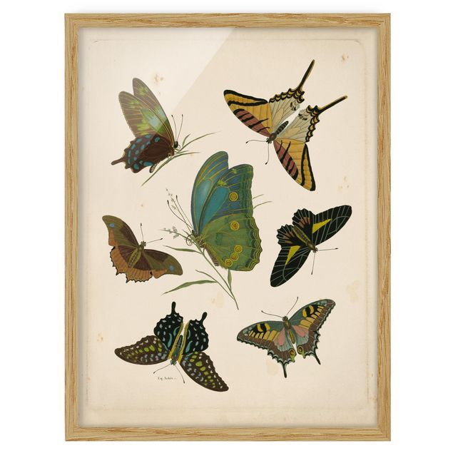 Bilder für die Wand Vintage Illustration Exotische Schmetterlinge