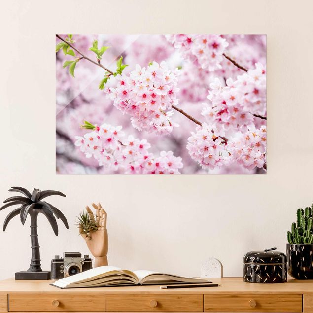 Glasbild - Japanische Kirschblüten - Querformat 3:2