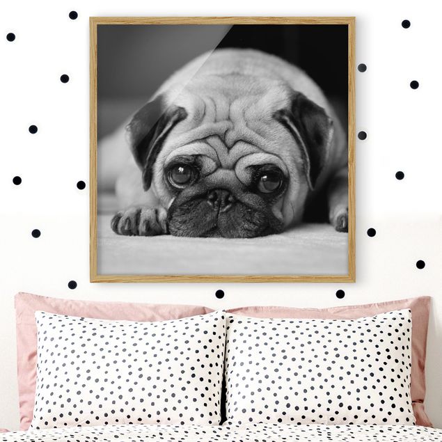 Schwarz-Weiß Bilder mit Rahmen Pug Loves You II