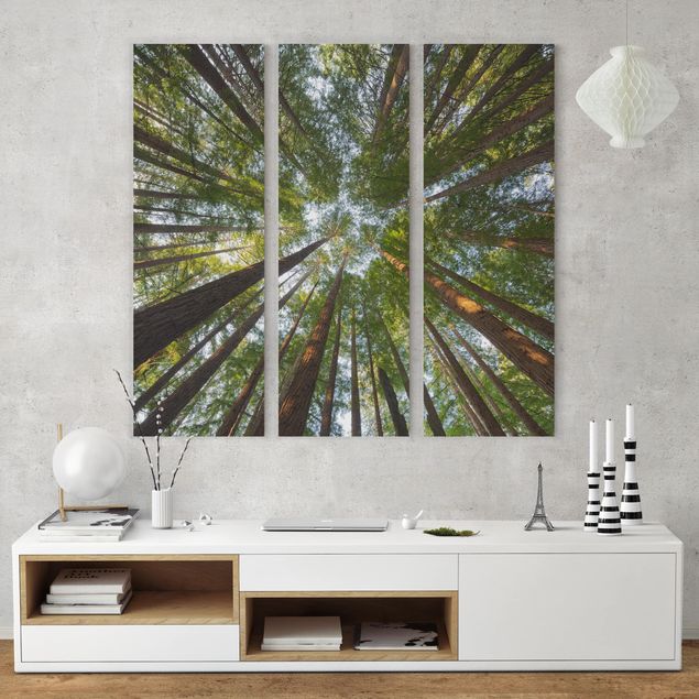 Wandbilder Wald Mammutbaum Baumkronen