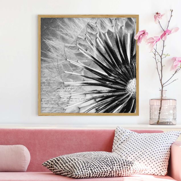 Gerahmte Bilder Schwarz-Weiß Pusteblume Schwarz & Weiß