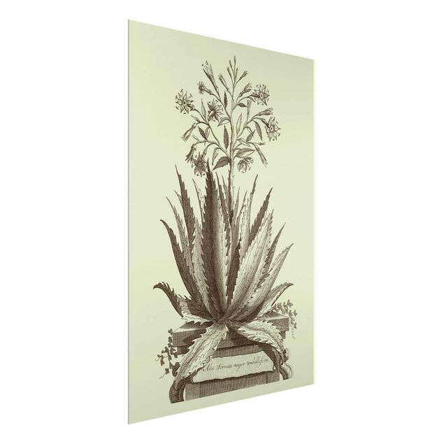 Schöne Wandbilder Vintage Aloe Serrata