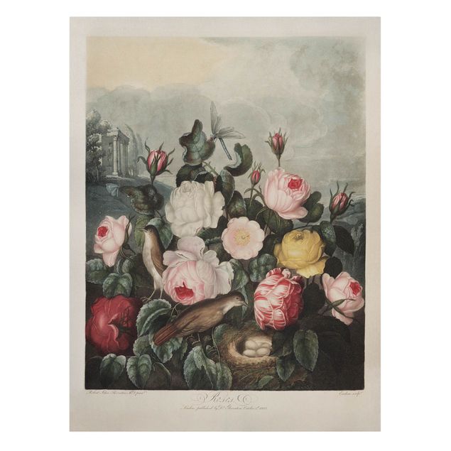 Bilder auf Leinwand Botanik Vintage Illustration Rosen