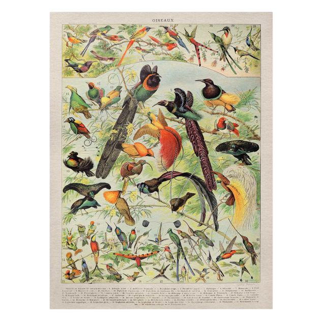 Leinwandbilder Tier Vintage Lehrtafel Paradiesvögel