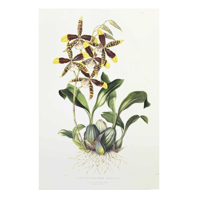 Glasbilder Natur Maxim Gauci - Orchidee II