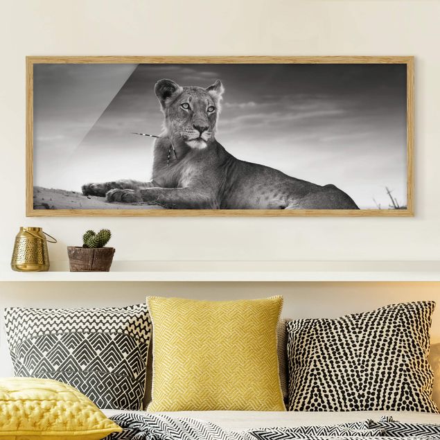 Bilder mit Rahmen Schwarz-Weiß Resting Lion