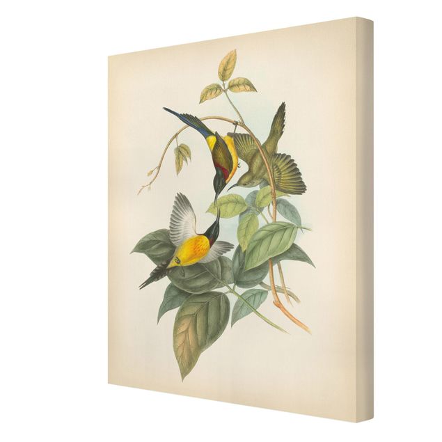 Wandbilder Vintage Vintage Illustration Tropische Vögel IV