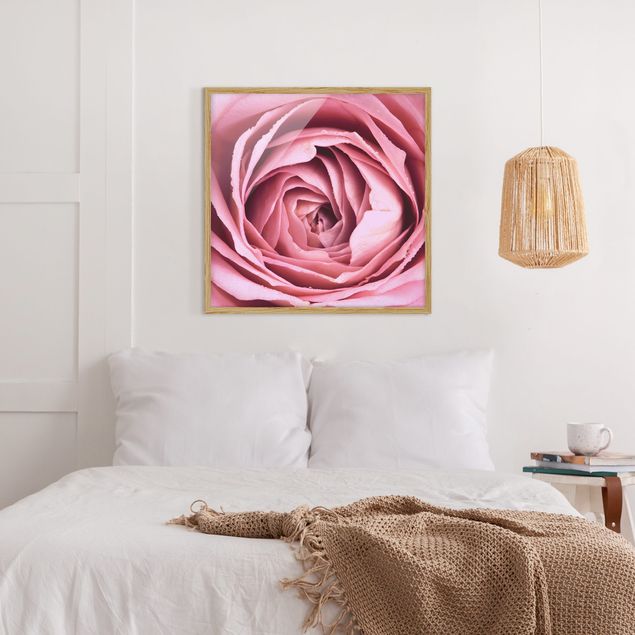 Gerahmte Bilder Rosa Rosenblüte