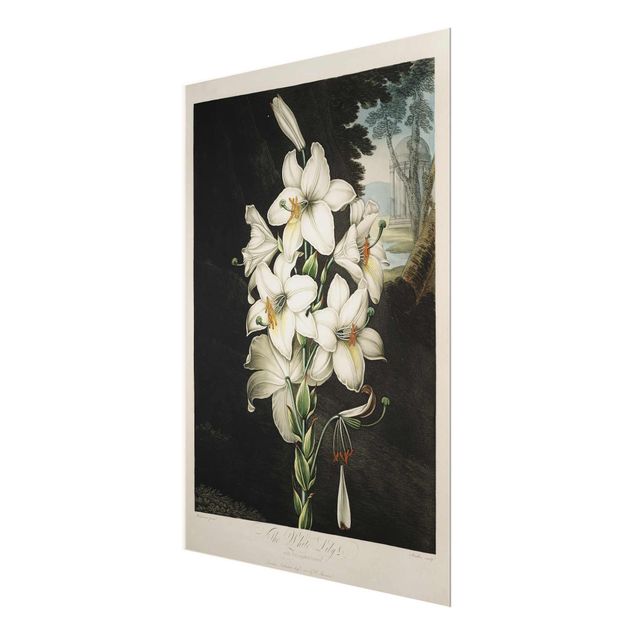 Glasbild - Botanik Vintage Illustration Weiße Lilie - Hochformat 4:3