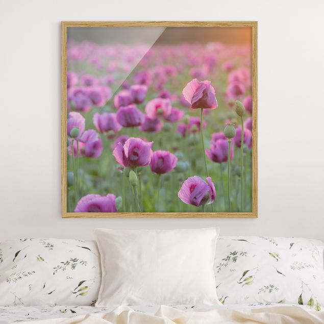 Gerahmte Bilder Blumen Violette Schlafmohn Blumenwiese im Frühling