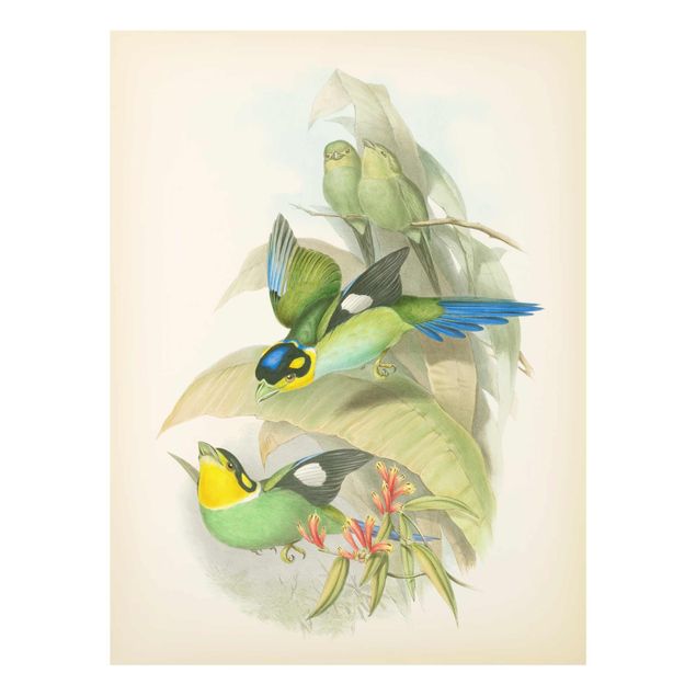 Wandbilder Vintage Illustration Tropische Vögel