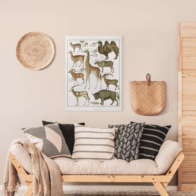 Wandbilder Tiere Vintage Lehrtafel Giraffe, Kamel und Lama