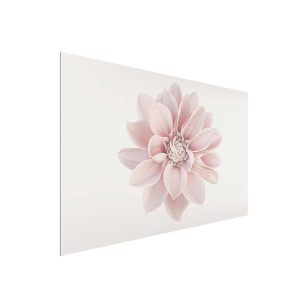 Bilder für die Wand Dahlie Blume Pastell Weiß Rosa