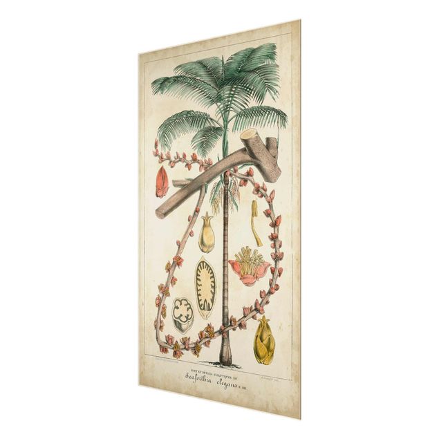 Glasbild - Vintage Lehrtafel Exotische palmen II - Hochformat 3:2
