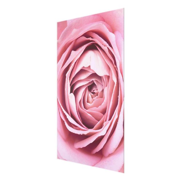 Bilder für die Wand Rosa Rosenblüte