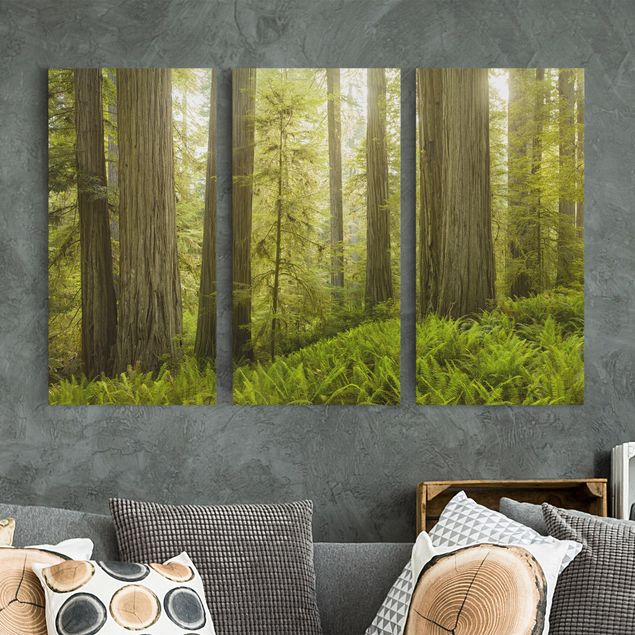 Wandbilder XXL Redwood State Park Waldblick