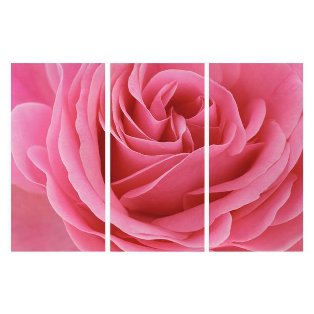 Wandbilder Lustful Pink Rose