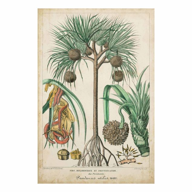 Glasbilder Vintage Lehrtafel Exotische palmen I