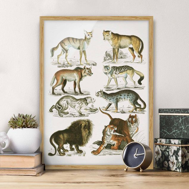 Wandbilder Tiere Vintage Lehrtafel Löwe, Tiger und Schakal