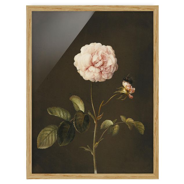 Schöne Wandbilder Barbara Regina Dietzsch - Essig-Rose mit Hummel