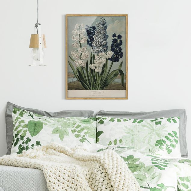 Bilder für die Wand Botanik Vintage Illustration Blaue und weiße Hyazinthen