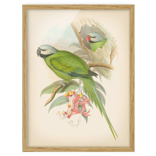 Kunstdruck Bilder mit Rahmen Vintage Illustration Tropische Vögel II