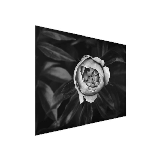 Glasbild Blumen Pfingstrosenblüte vor Blättern Schwarz Weiß