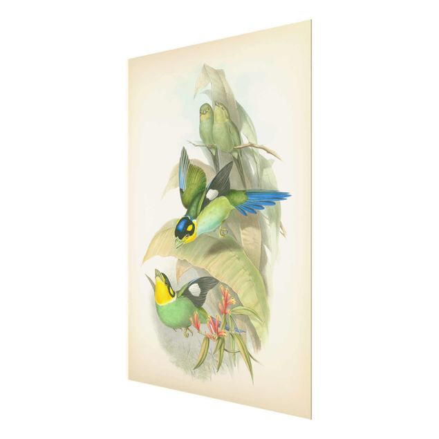 Glasbilder Vintage Illustration Tropische Vögel