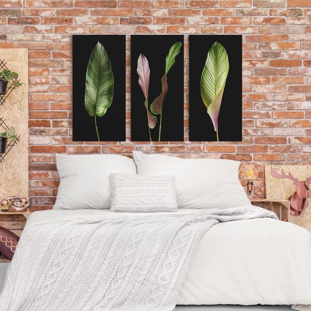 Leinwandbilder Wohnzimmer modern Große Blätter Calathea-ornata auf Schwarz