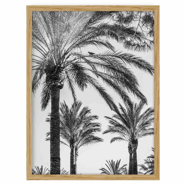 Gerahmte Bilder Palmen im Sonnenuntergang Schwarz-Weiß