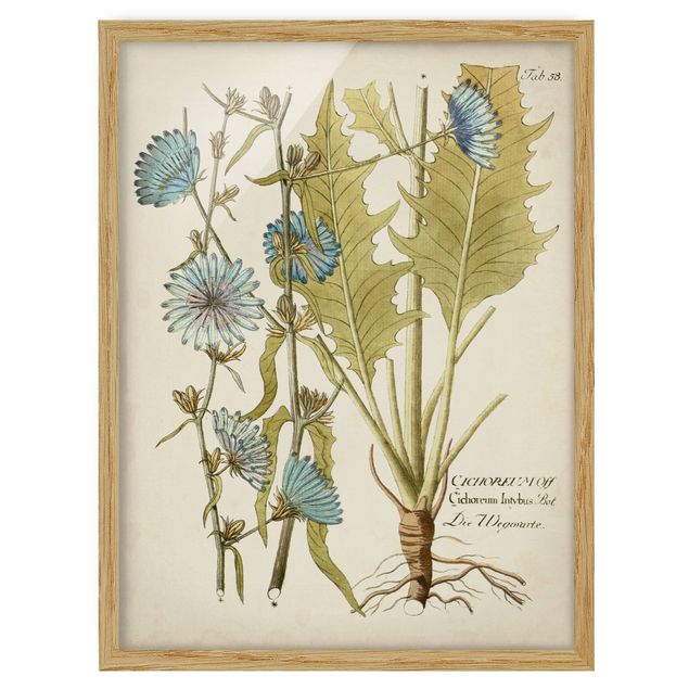 Gerahmte Bilder Vintage Botanik in Blau Wegwarte