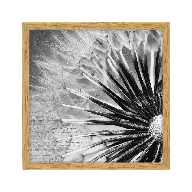 Bilder für die Wand Pusteblume Schwarz & Weiß