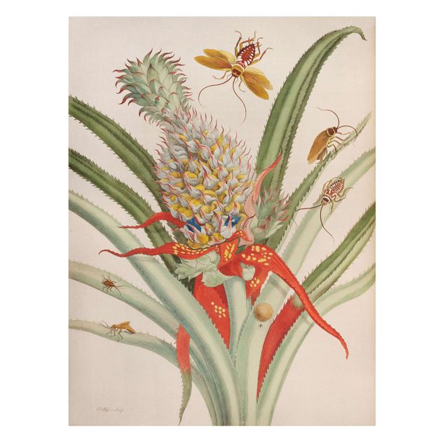 Retro Wandbilder Anna Maria Sibylla Merian - Ananas mit Insekten