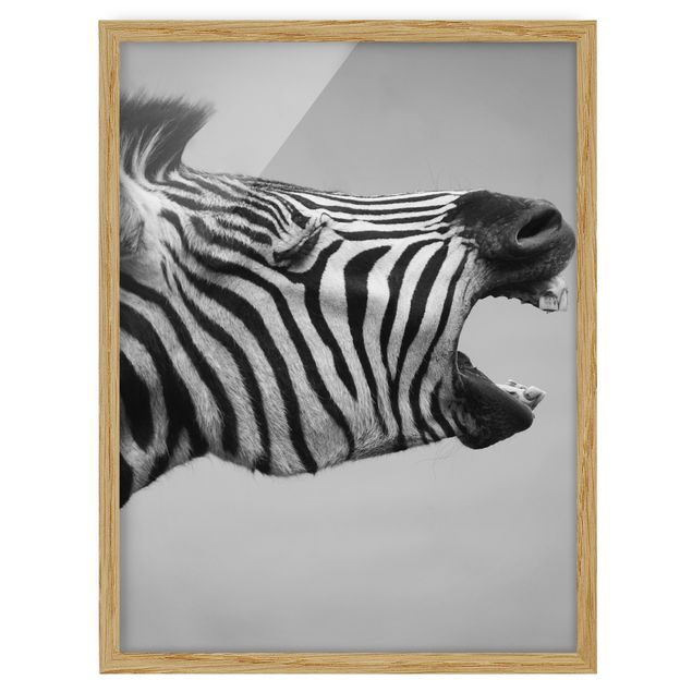 Bilder mit Rahmen Brüllendes Zebra II
