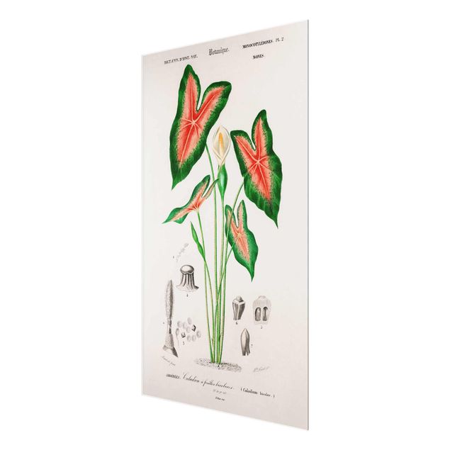 Glasbild - Botanik Vintage Illustration Tropische Pflanze I - Hochformat 3:2