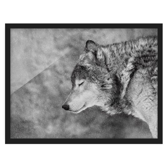 Schöne Wandbilder Winter Wolf