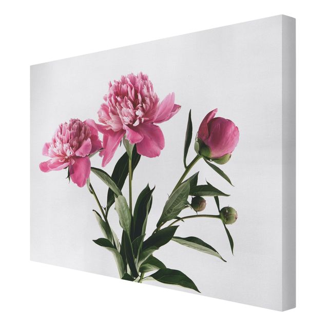 Bilder auf Leinwand Blüten und Knospen Pink auf Weiß