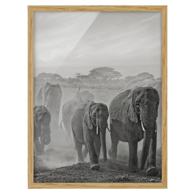 Bilder mit Rahmen Elefantenherde